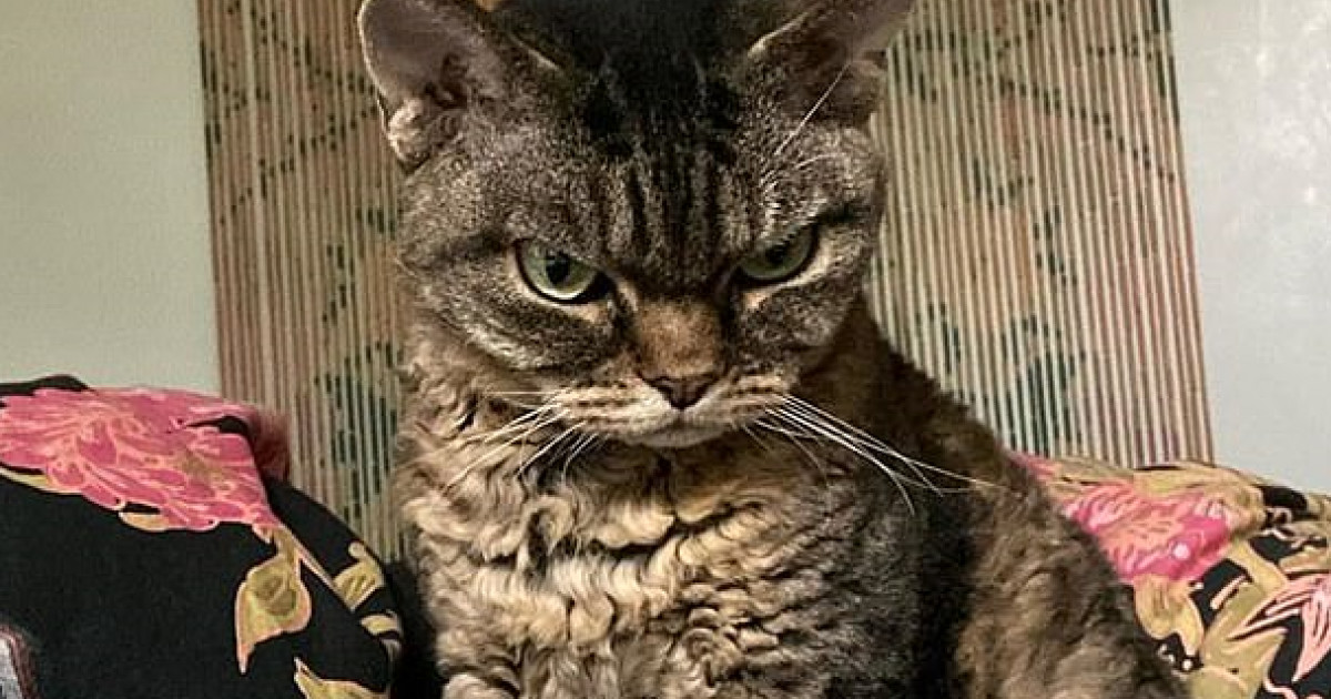 Grumpy Cat, pisica morocanoasa care a facut mai multi bani decat Gwyneth Paltrow si Ronaldo