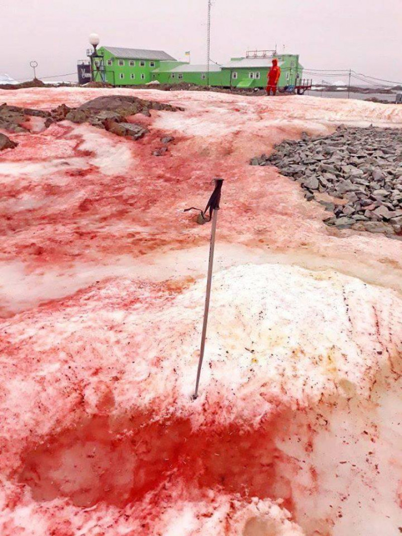 Zapada dintr-o regiune din Antarctica a devenit rosie