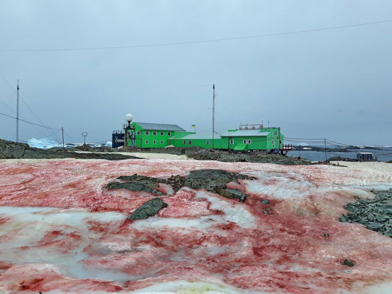 Zăpada dintr-o regiune din Antarctica a devenit roșie. Cum afectează mediul înconjurător
