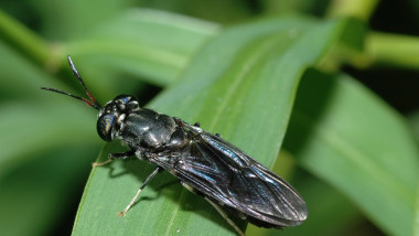 Black Soldier Fly - Hermetia illucens (interesting eye colors and patterns.)