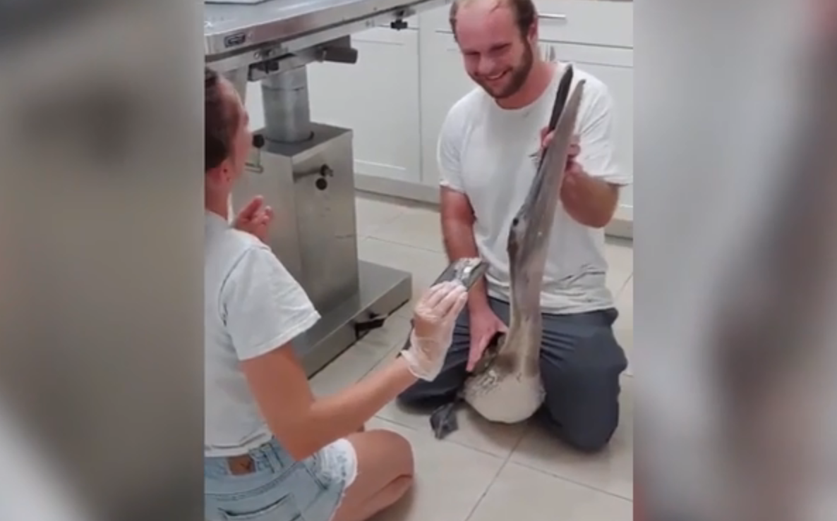 Un pelican infometat a inghitit un telefon mobil, crezand ca este un peste, spun angajatii centrului