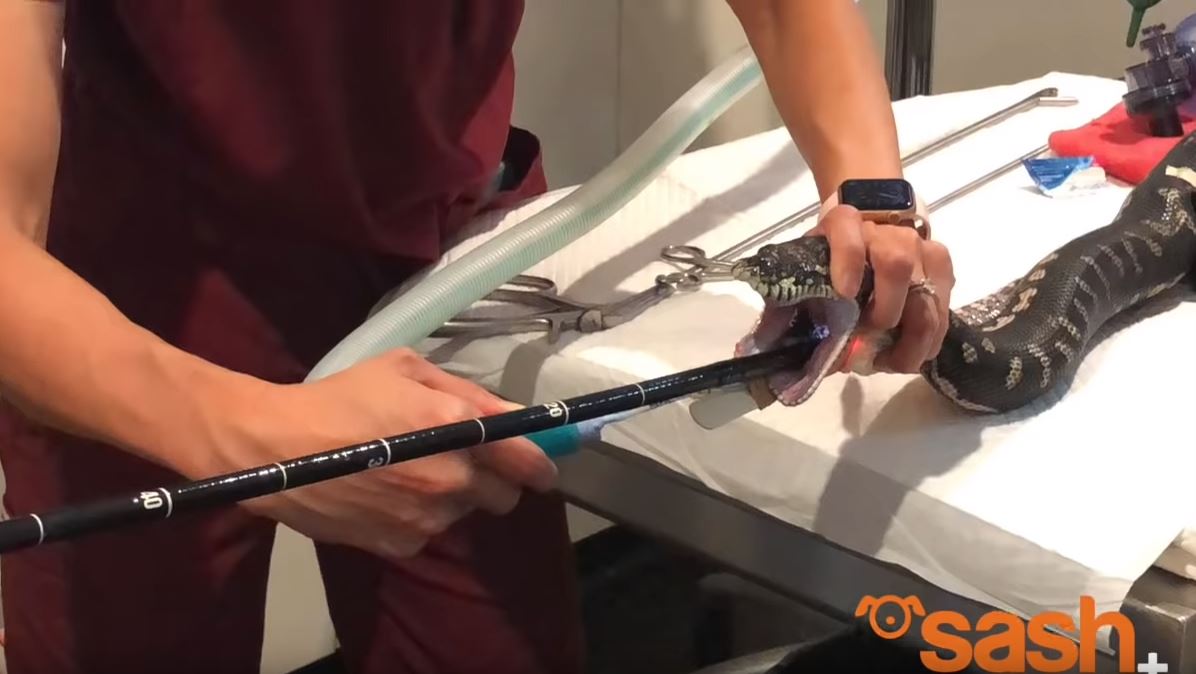 VIDEO. Operaţiune spectaculoasa de salvare a unui piton care a inghitit un prosop de plaja