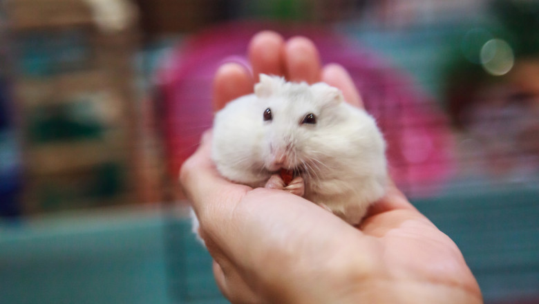 Un hamster strange mncare in obraji pentru a-și face provizii