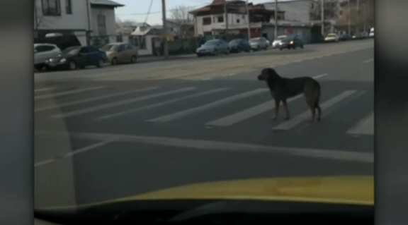 VIDEO | Un catel, exemplu in traficul din Bucuresti