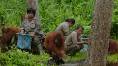 orangutan din Borneo, se spală pe mâini