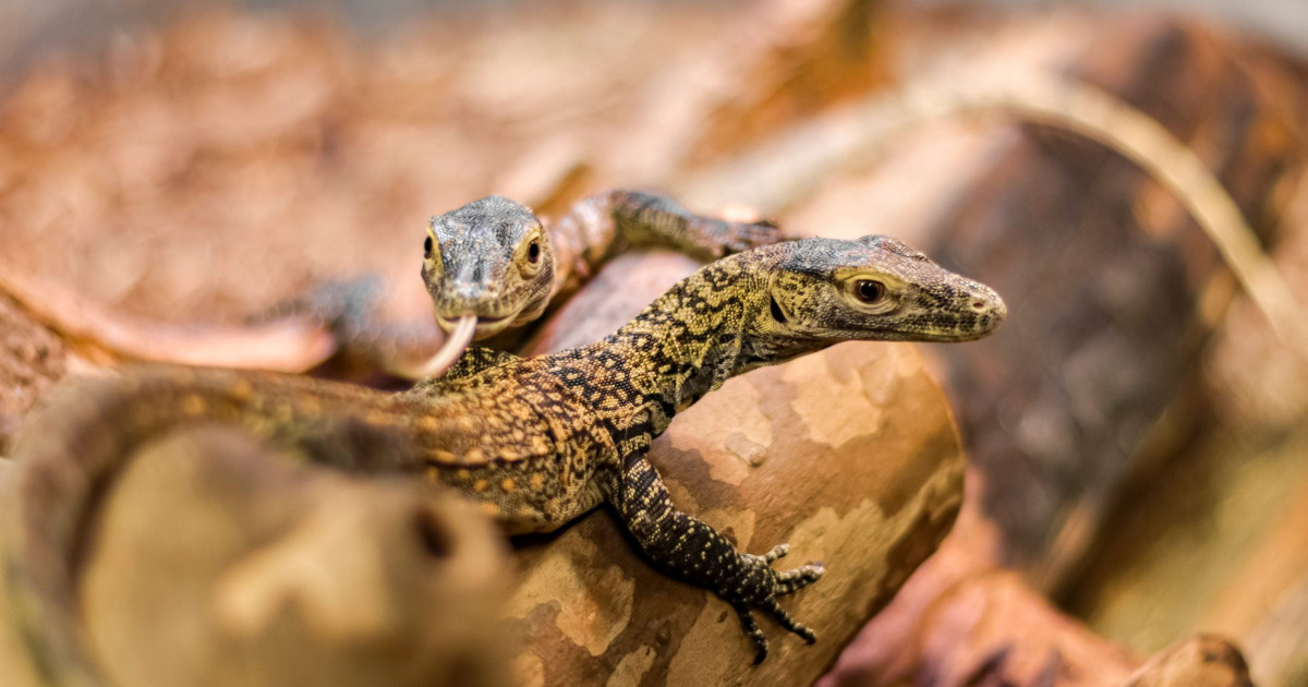 Un dragon de Komodo fără partener a produs trei pui printr-un fenomen ...