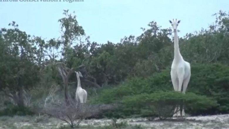 girafe albe Kenya