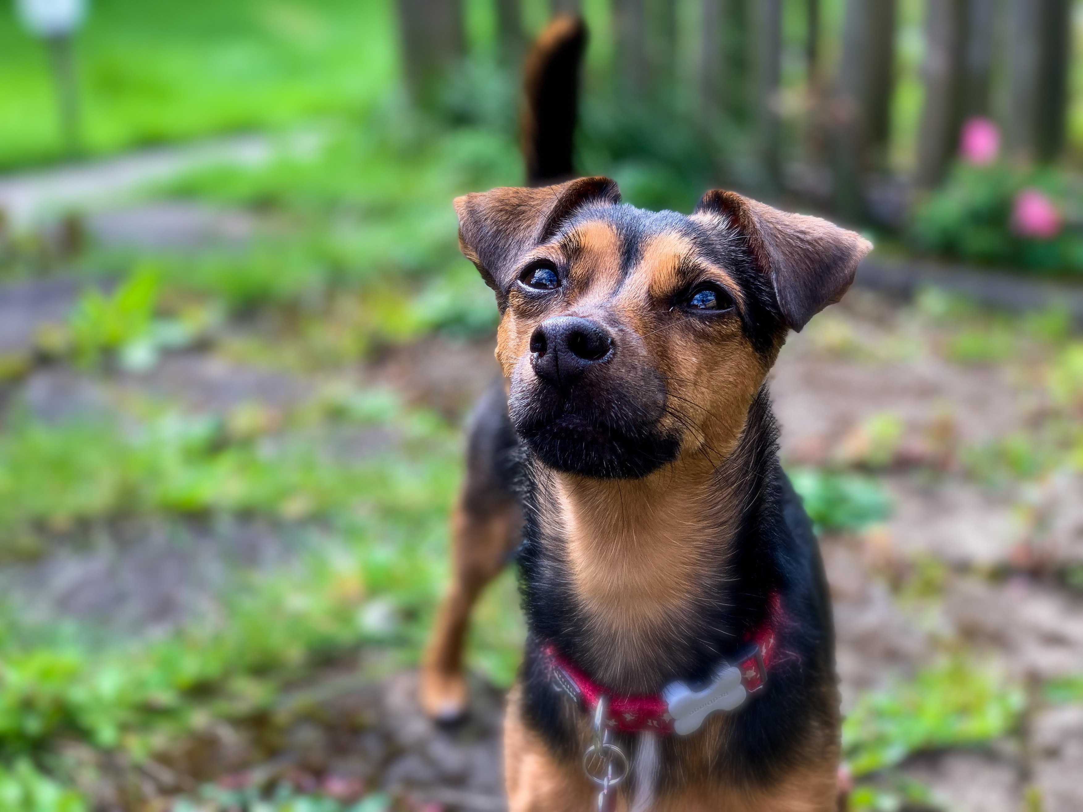 Un câine şi-a salvat stăpânul dintr-un apartament cuprins de flăcări