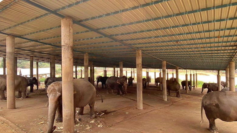elefanti infometati si torturati in thailanda