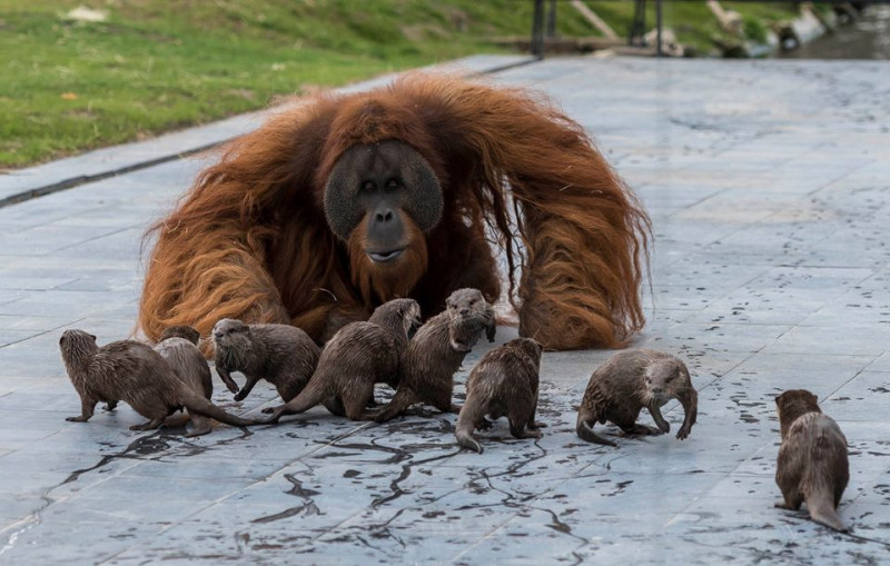 Cum a fost surprins un urangutan jucându-se cu o familie de vidre, la o grădină zoologică din Belgia