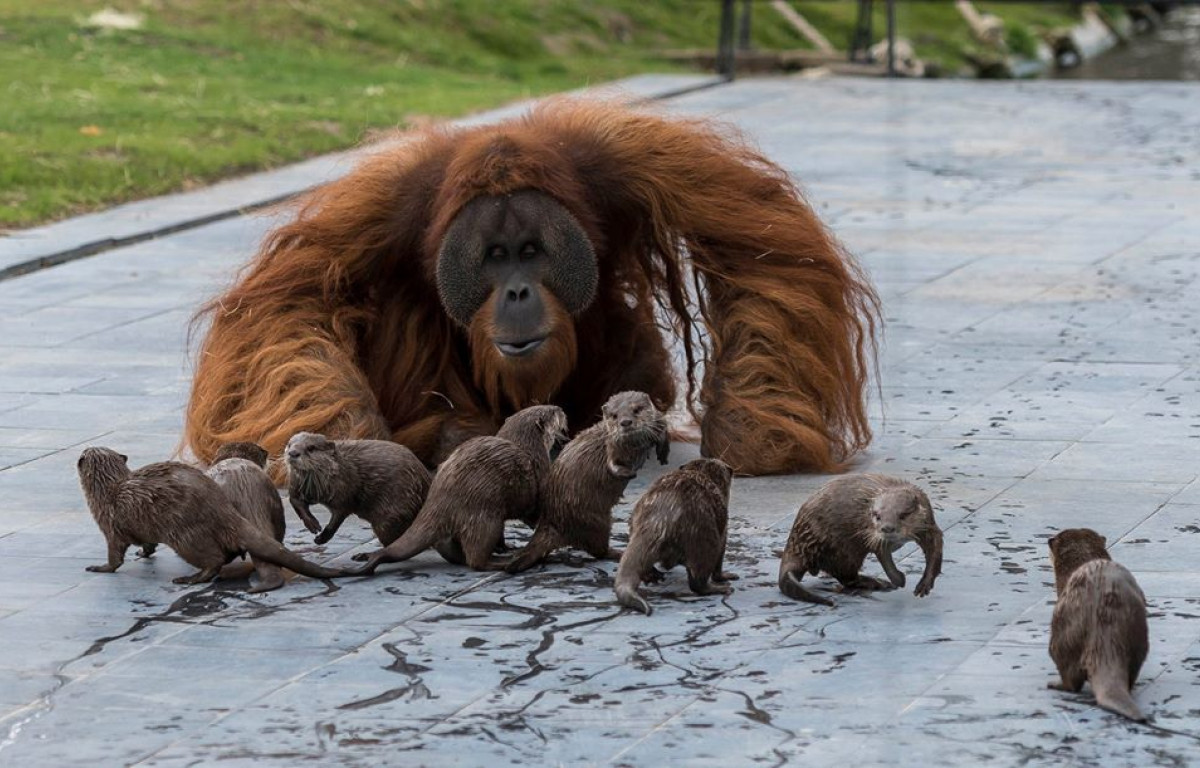 Cum a fost surprins un urangutan jucându-se cu o familie vidre, la ...