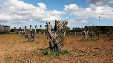 Italy's Olive Oil Production Hits 25-Year Low