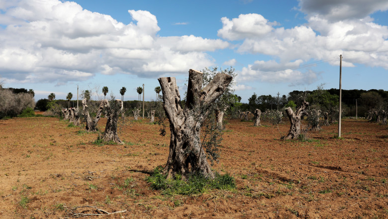 Italy's Olive Oil Production Hits 25-Year Low