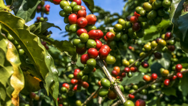 Coffee beans on coffee tree