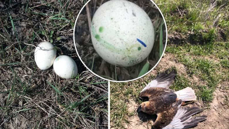 Destroy Pitfalls acid Ouă injectate cu otravă, puse momeală pentru păsări răpitoare pe un fond de  vânătoare din Bihor | Digi24