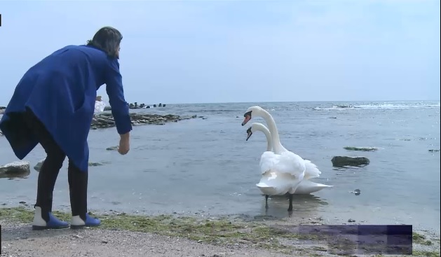 VIDEO. In lipsa oamenilor, lebedele de la Eforie Sud au migrat spre alte zone