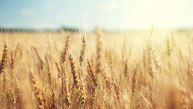 cereale grau agricultura