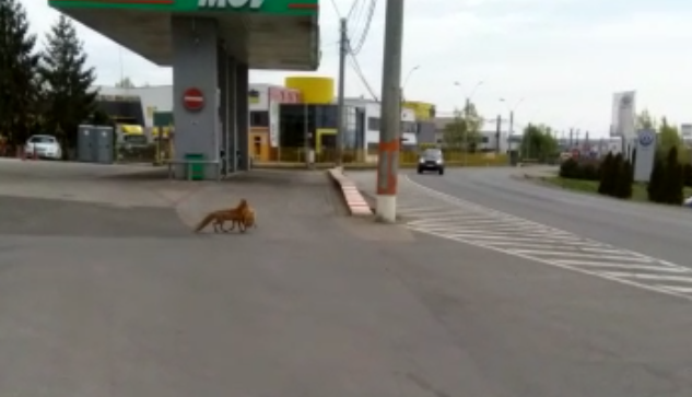 VIDEO. Vulpe surprinsa de politisti in timp ce fura o gaina. A scapat la limita sa nu fie calcata de masina