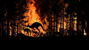 Incendiile de vegetatie din Australia au ucis 3 miliarde de animale