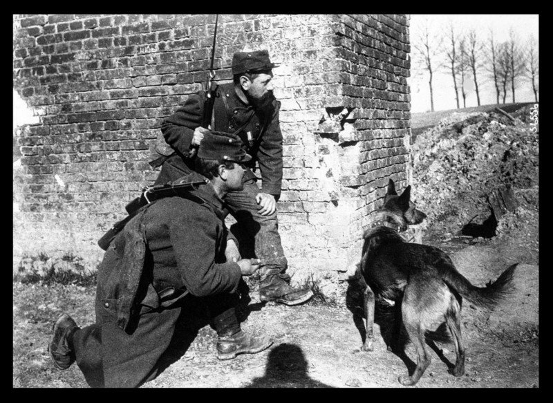 Best WW pictures - A French war dog trained to search for wounded soldiers while under fire, 1915