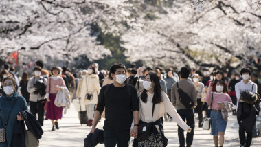 oameni din japonia cu masti se plimba pe sub ciresii infloriti