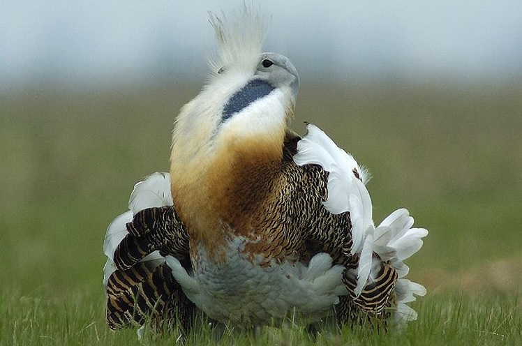 Dropia, specie considerata disparuta, cuibareste din nou in Romania! Dovada, obtinuta dupa 13 ani de monitorizari