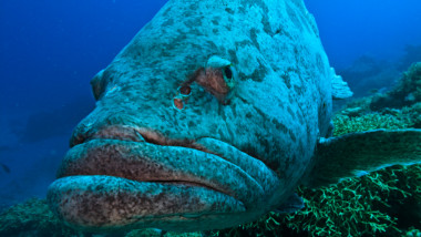 Great Barrier Reef Australia Giant Potato Cod Head and Mouth