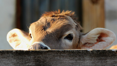 O vacă se uită peste gard