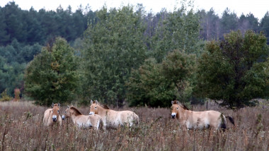 Caii sălbatici din zona de excludere de la Cernobîl, fotografiați la 2 octombrie 2018