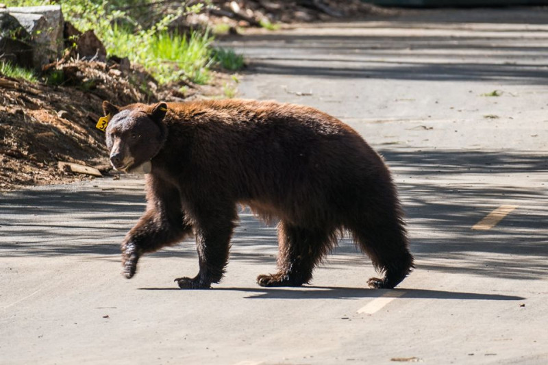 Ursi observati in parcul national Yosemite