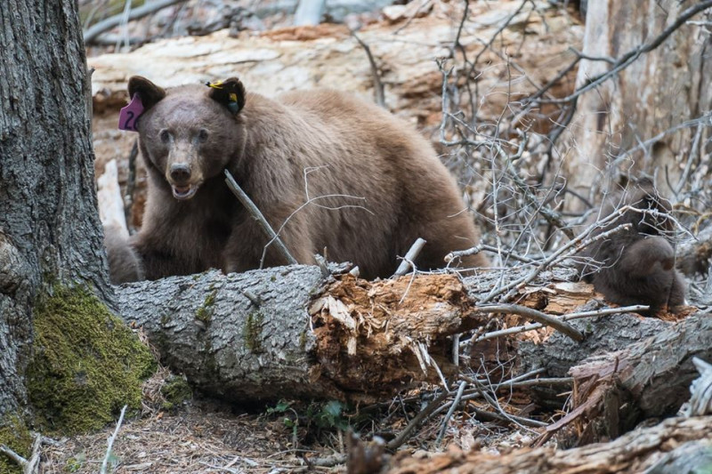 Ursi observati in parcul national Yosemite