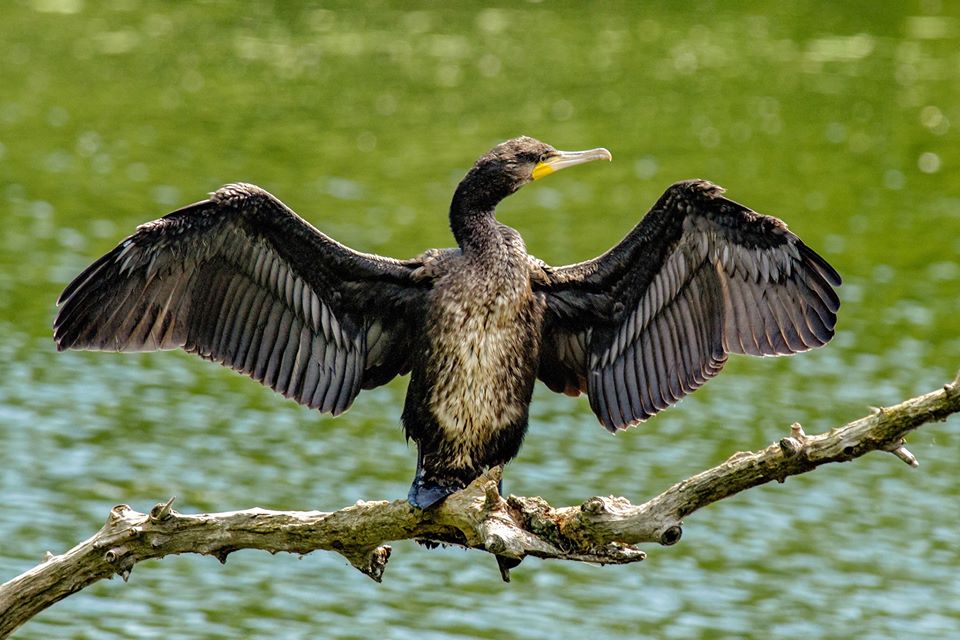 PSD și PNL vor să permită vânătoarea de cormorani tot anul