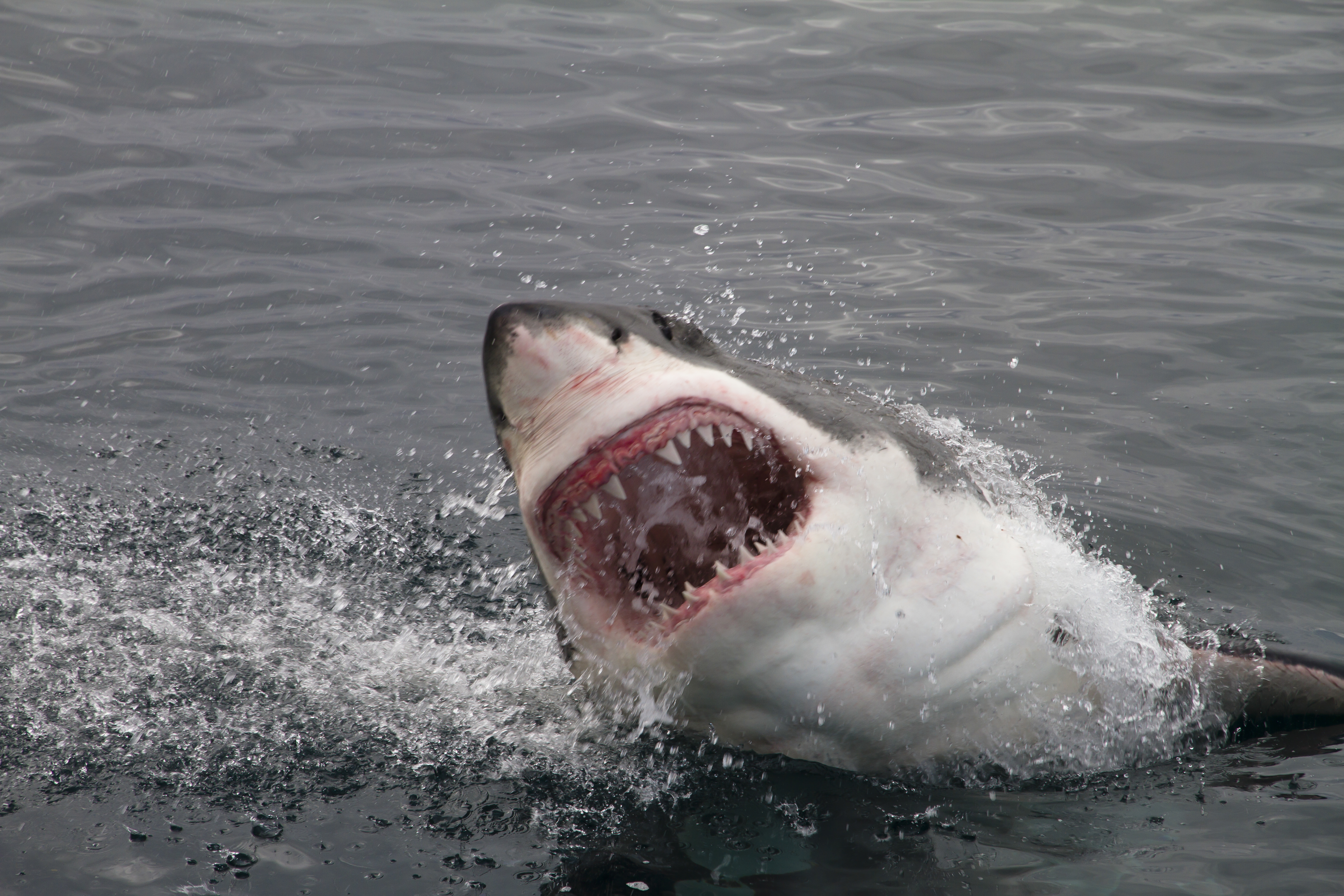 Un surfer a fost ucis de un rechin alb in Australia