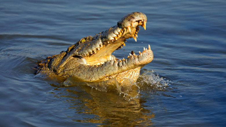 Un crocodil scoțând capul din apă