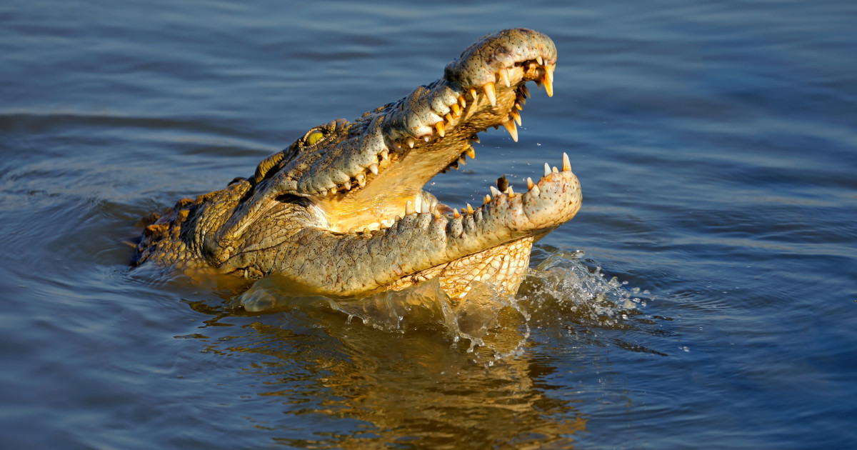An Australian who was attacked by a crocodile opened the jaw of a reptile that bit his head with his hands