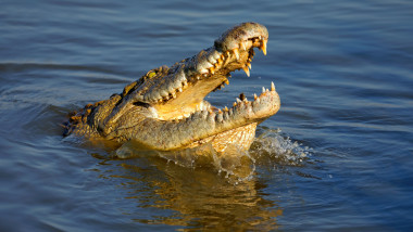 Un crocodil scoțând capul din apă