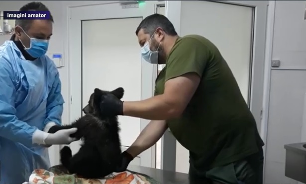 VIDEO. Un pui de urs a ramas prins intre stanci, in albia unui rau. Jandarmii l-au salvat si l-au dus la veterinar