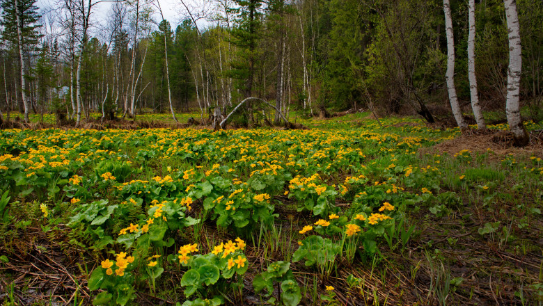 Later awakening of the Siberian taiga