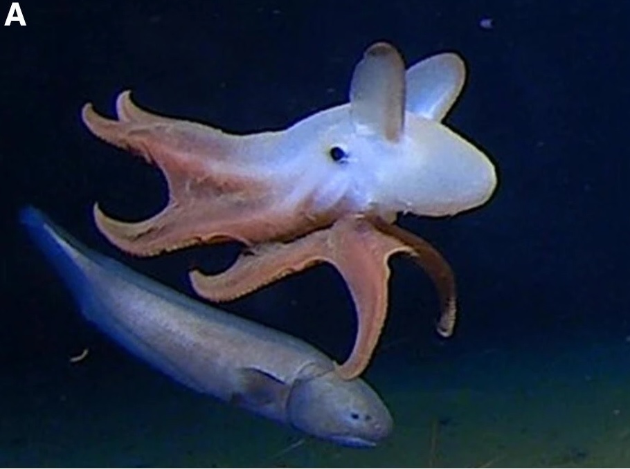 Caracatita descoperita in Oceanul Indian, la cea mai mare adancime inregistrata vreodata