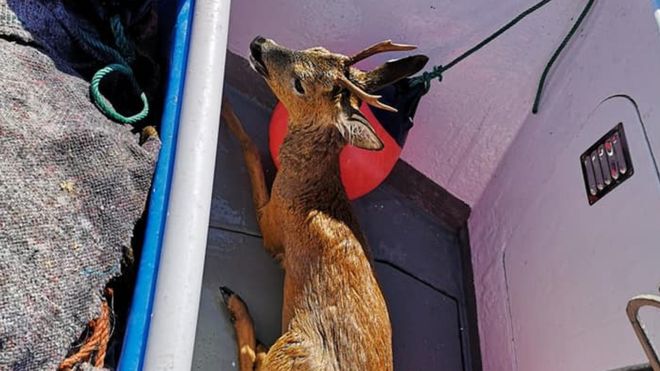 Un pescar a salvat un caprior care inota la 2 kilometri in larg. Animalul era urmarit