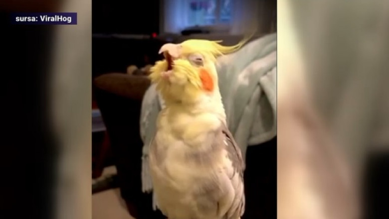 Yoki, un papagal care cântă opera