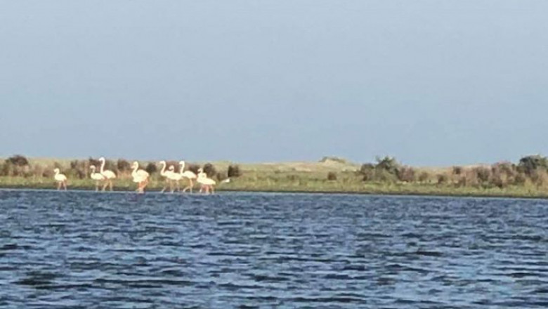 Păsări Flamingo în România, Delta Dunării