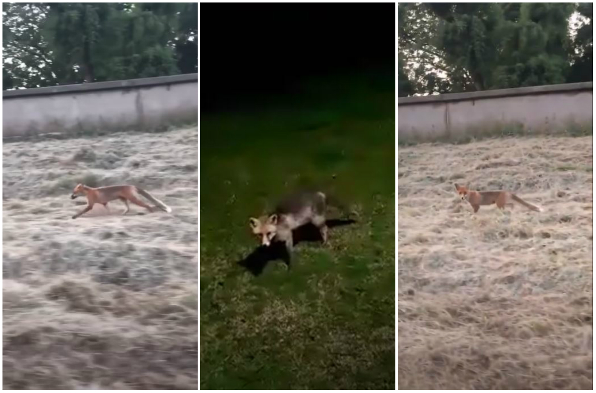 VIDEO. Cateva vulpi s-au stabilit in centrul Aradului şi sunt vazute deseori pe strazile orasului