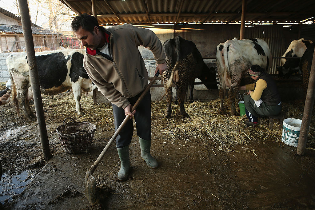 Crescătorii de bovine vor fi ajutați cu 44 de milioane de euro. Suma maximă pe care o poate primi fiecare beneficiar