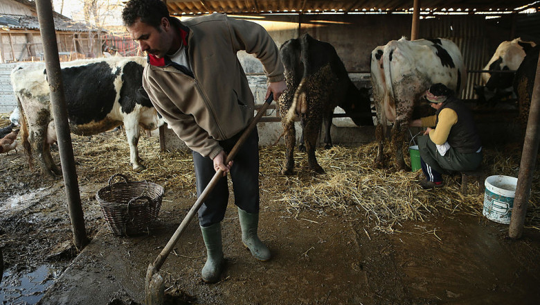 Ţărani la o fermă de vaci din România