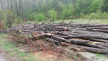 defrisari-ilegale-lemne