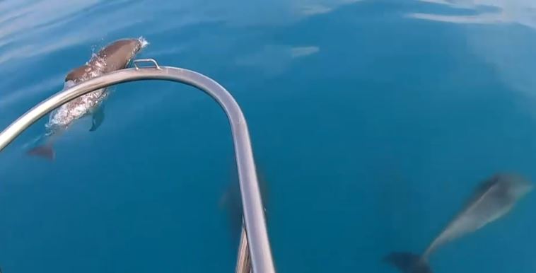 VIDEO | Imagini rare in largul Marii Negre. Delfinii au facut un adevarat spectacol langa o ambarcatiune cu turisti