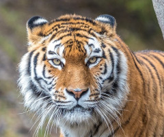 Un tigru de la grădina zoologică din Zurich a omorât o îngrijitoare