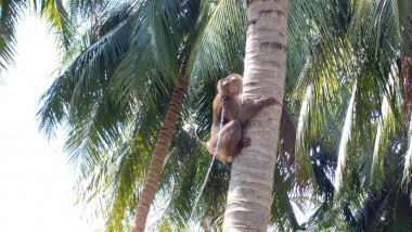 maimute munca fortata nuci de cocos