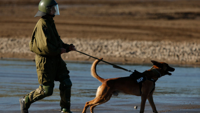 Câine antrenat de armata germană